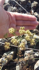 Astrodaucus littoralis