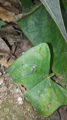 Thyene coccineovittata