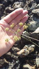 Astrodaucus littoralis