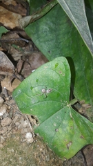 Thyene coccineovittata