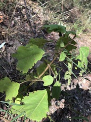 Clerodendrum floribundum