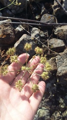 Astrodaucus littoralis