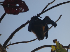 Pteropus giganteus