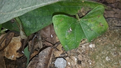 Thyene coccineovittata