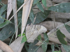 Melanitis leda