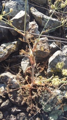 Astrodaucus littoralis