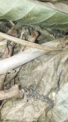 Thyene coccineovittata