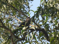 Phaenicophaeus tristis