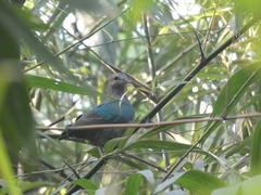 Chalcophaps indica