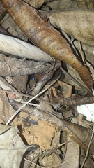 Thyene coccineovittata