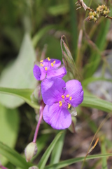 Tradescantia bracteata