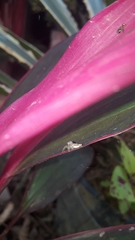 Thyene coccineovittata