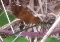 Calopteryx haemorrhoidalis