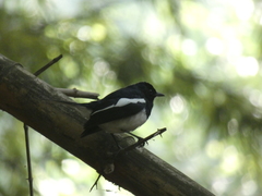 Copsychus saularis