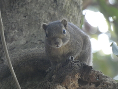 Callosciurus pygerythrus
