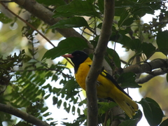 Oriolus xanthornus
