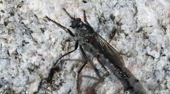 Rhadiurgus variabilis