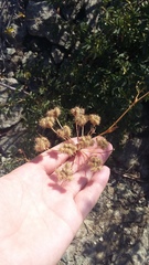 Astrodaucus littoralis