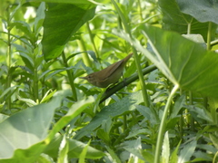 Acrocephalus dumetorum