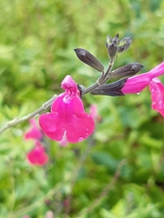 Salvia microphylla