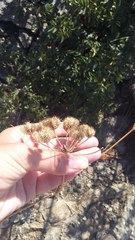 Astrodaucus littoralis