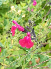 Salvia microphylla