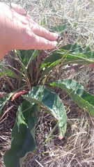 Limonium platyphyllum