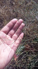 Limonium platyphyllum