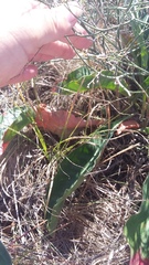 Limonium platyphyllum