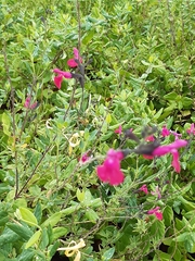Salvia microphylla