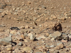 Phoenicurus moussieri