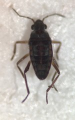 Microvelia cubana