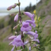 Large-flowered Beardtongue - Photo (c) Tyler Christensen, some rights reserved (CC BY-NC), uploaded by Tyler Christensen