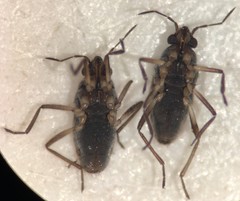 Microvelia cubana