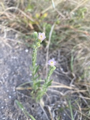 Erigeron acris podolicus