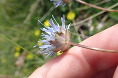 Jasione laevis