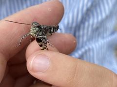 Spharagemon marmorata