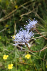 Jasione laevis