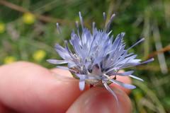 Jasione laevis
