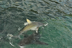 Carcharhinus galapagensis