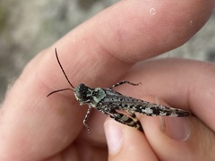 Spharagemon marmorata