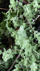 Helichrysum petiolare