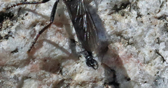 Rhadiurgus variabilis