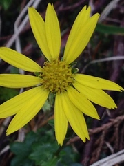 Tephroseris newcombei