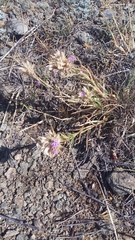 Dianthus pseudarmeria
