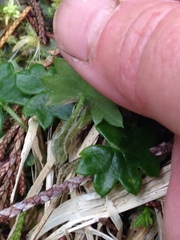 Tephroseris newcombei