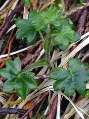 Tephroseris newcombei