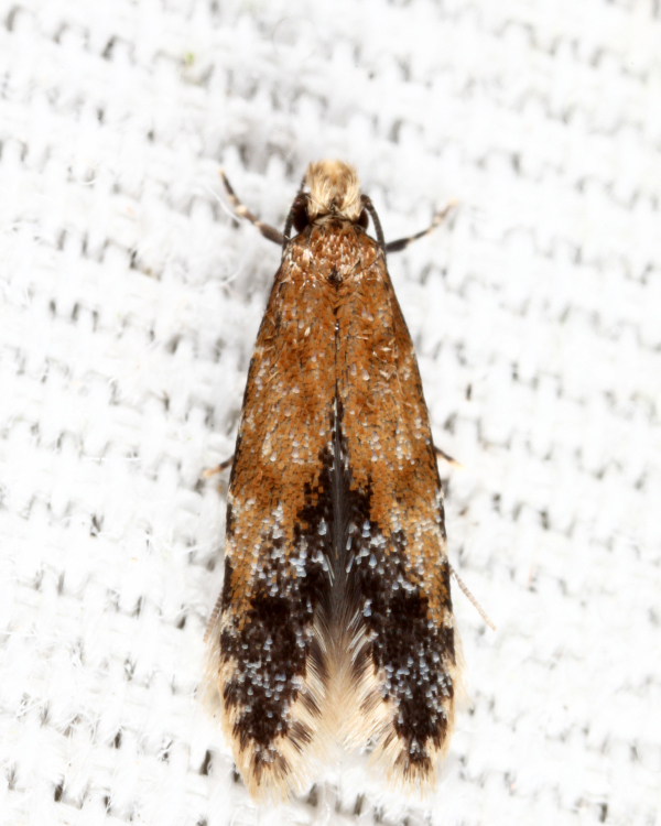 Homosetia costisignella