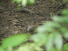 Fringilla coelebs