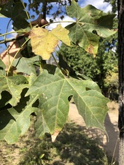 Brachychiton australis